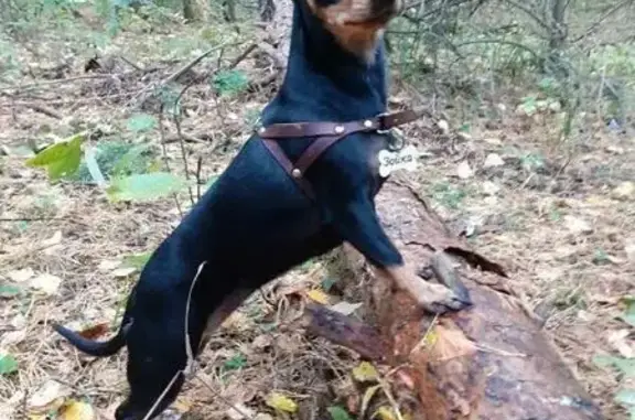 Пропала собака на Российской улице, Челябинск