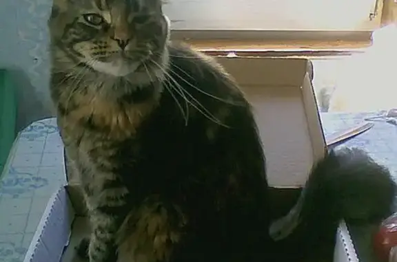 Пропала кошка, Загребский бул., 5 к2