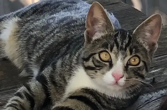 Кошки потеряшки, Ржев, фото: Потеряшка кошка, Вокзальная ул., 17, Ржев