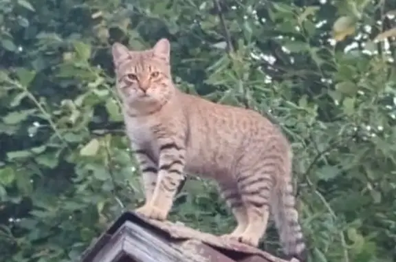 Кошки потеряшки, Кривошеино, фото: Потеряшка кошка в Крекшино, Кривошеино 36