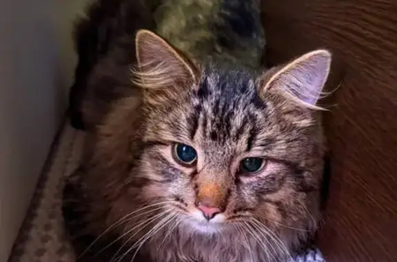 Поиск домашних животных, фото: Крупный кот у Пятёрочки, Изумрудная 14