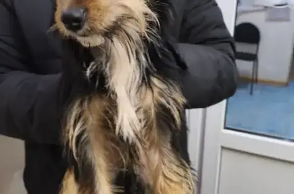 Найдена собака, Самара, фото: Собака найдена, ул. Победы, Самара