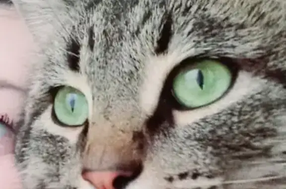 Пропала кошка БАКС, Пенза, Пензенская обл.