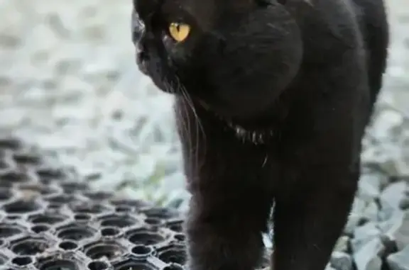 Пропала кошка, Новоколхозная, Пермь