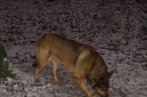 Поиск домашних животных, фото: Собака найдена: Первомайская аллея, Москва