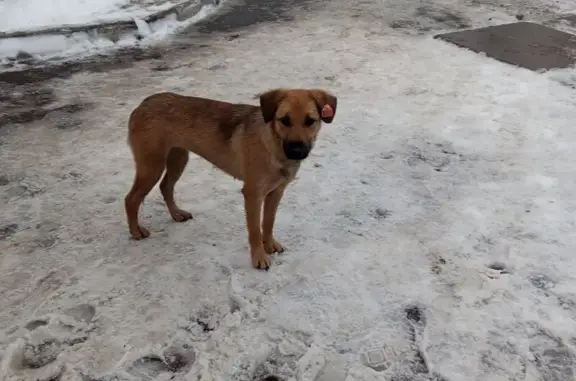 Собака пропала : Магистральная, 82Б, Омск