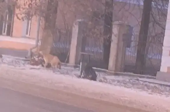 Найдена собака, Тверь, фото: Рыжий пёс найден на Орджоникидзе, 10/2