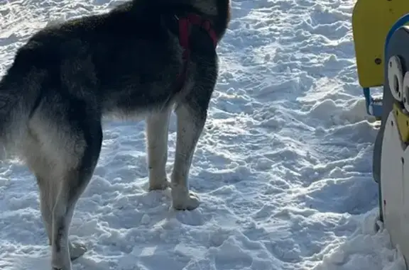 Найдена собака, Улан-Удэ, фото: Хаски найдена: Столбовая 64, Улан-Удэ