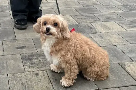 Пропала собака на 7-й Гвардейской, 11