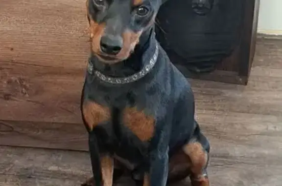 Пропала собака, ул. Мира, 81, Южный