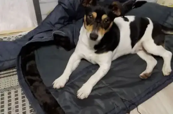 Пропала собака, 1-я линия 7, Арзамас