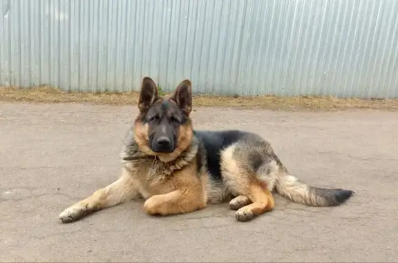 Пропала собака, Пушкинская ул. 37, Пушкино