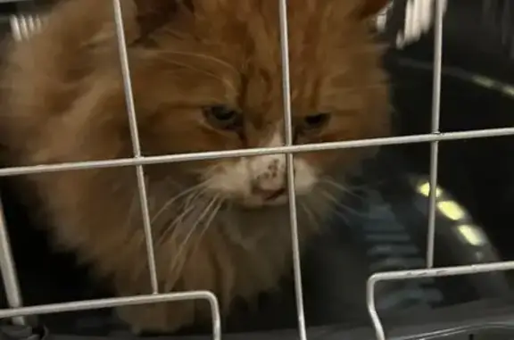 Найдена кошка, село Ворсино, фото: Кремовый кот найден в с. Ворсино, Калуга