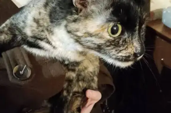 Найдена кошка, Самара, фото: Найдена кошка, ул. Степана Разина 103, Самара