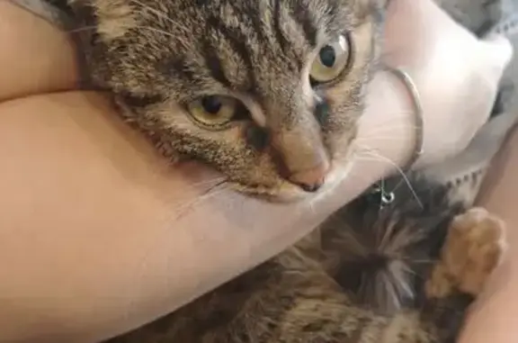 Найдена кошка, Ульяновск, фото: Красивая кошка найдена на Пензенский 20