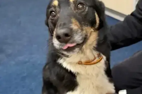 Найдена собака, Киров, фото: Собака найдена: Деповская 41, Киров