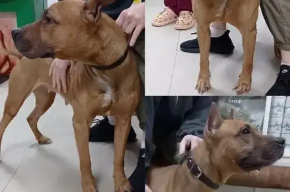 Найдена собака, Одинск, фото: Найдена собака, Иркутская ул., Одинск