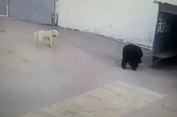 Найдена собака, Энгельс, фото: Собаки найдены: Промышленная 16, Энгельс