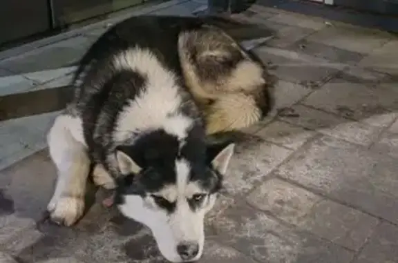 Найдена собака, Липецк, фото: Мальчик найден: ул. Хренникова, 1, Липецк