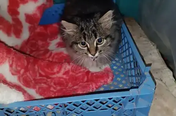 Найдена кошка, Волгоград, фото: Найдена кошка, Волгоград, Мостового 9