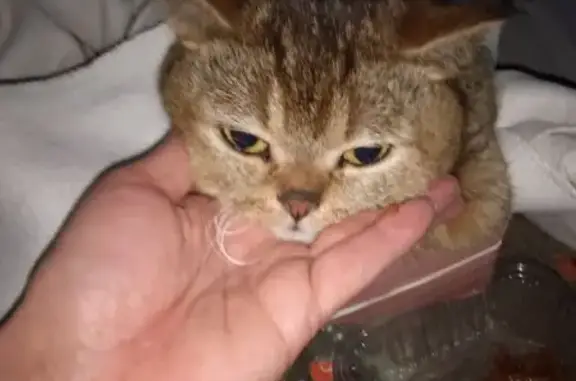 Найдена кошка, Казань, фото: Кошка с обморожением, ул. Чуйкова 52