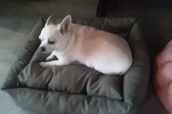 Пропала собака на Плеханова, 18, Москва