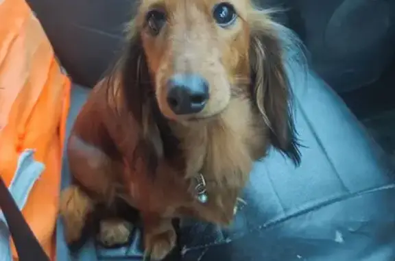 Пропала такса, ул. Щорса, 50, Балаково