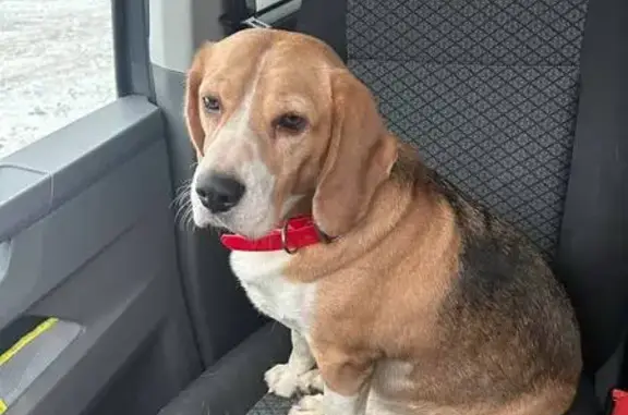 Поиск домашних животных, фото: Бигль найден в Одинцово, ул. Бирюзова 3