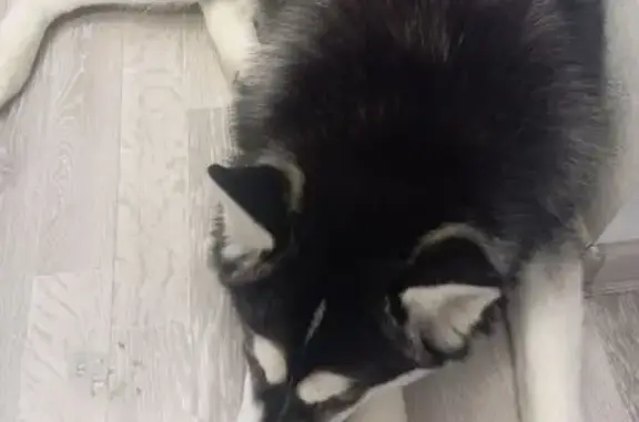 Найдена собака, Томск, фото: Собака найдена: ул. Карла Ильмера, Томск