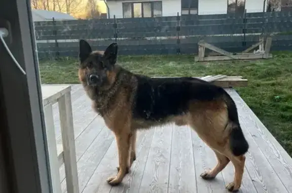 Найдена собака, Зеленоградск, фото: Найдена собака, Луговой пер., 1, Зеленоградск