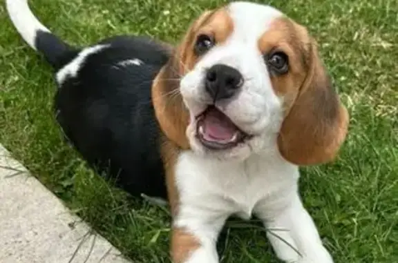 Найдена собака, Тюмень, фото: Щенок найден: Городская пл., Тюмень