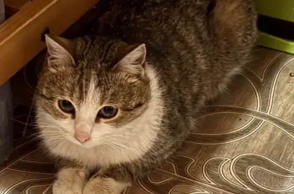 Найдена кошка, Санкт-Петербург, фото: Кошка найдена: пр. Большевиков, 36, СПб