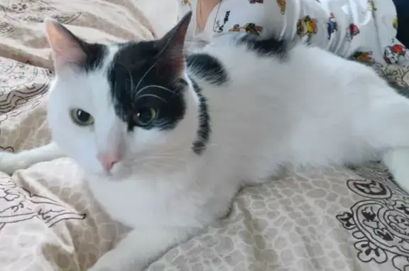 Пропала кошка, Химки, МО