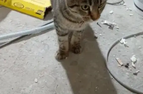 Найдена кошка, Омск, фото: Тигровая кошка найдена, Бударина, Омск