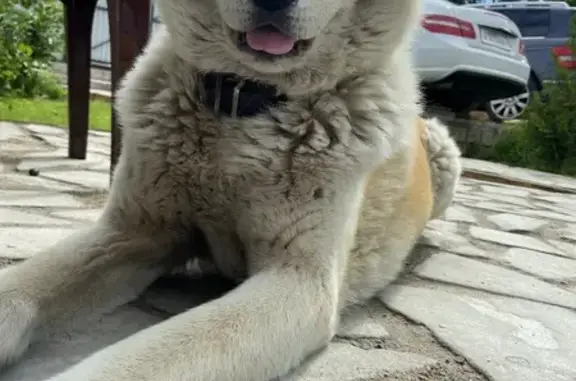 Пропала собака в Болтино, Осташковское ш.