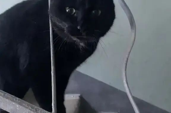 Найдена кошка, Екатеринбург, фото: Найдена чёрная кошка, Пионеров, Екатеринбург