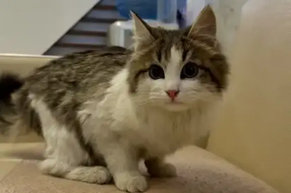 Найдена кошка, Кугеси, фото: Кошка найдена на Шоссейной в Кугеси