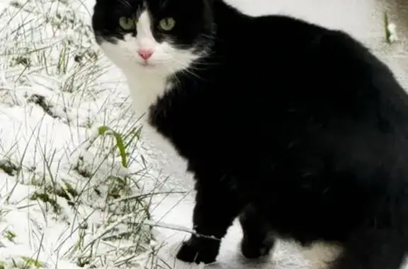 Найдена кошка, Чехов, фото: Найдена кошка, Московская область, 17