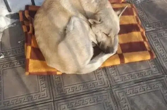 Найдена собака, Магнитогорск, фото: Собака у двери, Киевская 19, Магнитогорск