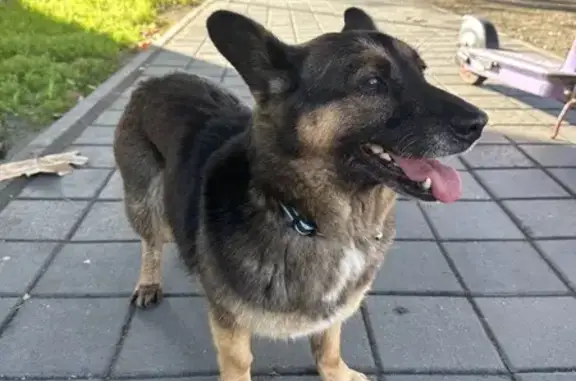 Найдена собака, Сочи, фото: Собака найдена: ул. Пластунская, Сочи