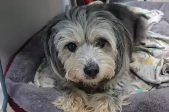 Пропала собака, Кузнецовская ул., СПб