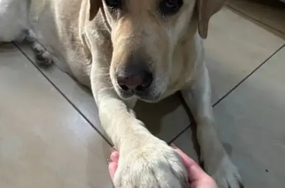 Пропала собака Персик, ул. Героев Хасана, 20