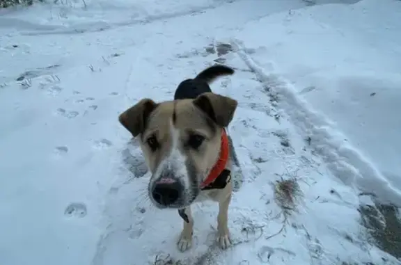 Найдена собака, Кузнецкое, фото: Собака найдена на базе отдыха, озеро Акакуль