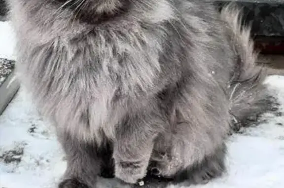 Найдена кошка, Казань, фото: Кошка найдена: Казань, Татарстан