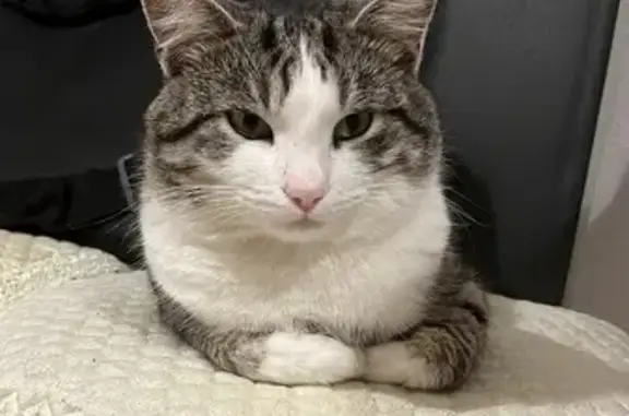 Пропала кошка, 2-я Ненаглядная ул., Ростов-на-Дону