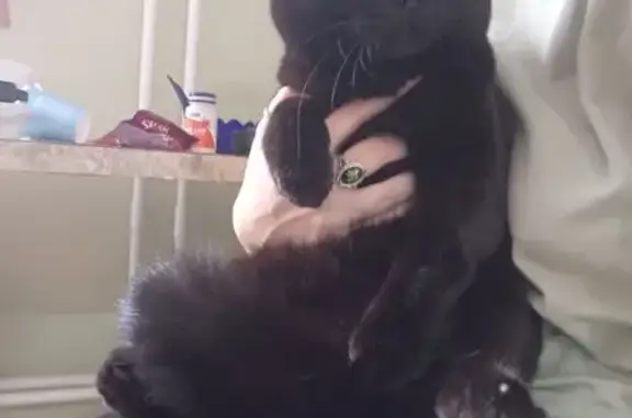 Найдена кошка, Новосибирск, фото: Чёрный кот найден в Новосибирске