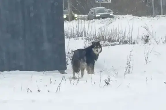 Найдена собака, Пенза, фото: Собака найдена: ул. 40 лет Октября, 6