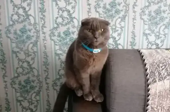 Пропала кошка, Школьная 23, Олонец