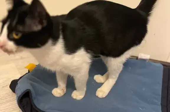 Найдена кошка, Ставрополь, фото: Кошка найдена у Тухачевского, 23/1