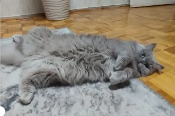 Найдена кошка, Железнодорожный, фото: Кошка найдена, Железнодорожный МО